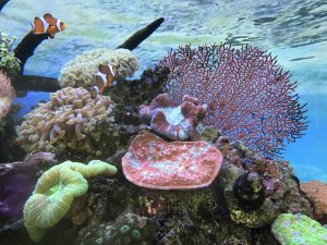 海水魚 サンゴ飼育って難しい 佐藤 東京のレンタル水槽 アクアリウムの会社uws