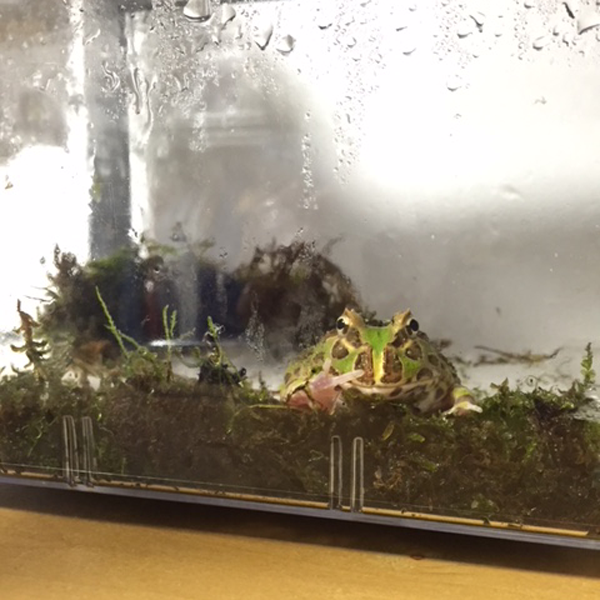 カエル嫌いの人にこそ知って欲しい クランウェルツノガエルの魅力 内藤 東京のレンタル水槽 アクアリウムの会社uws