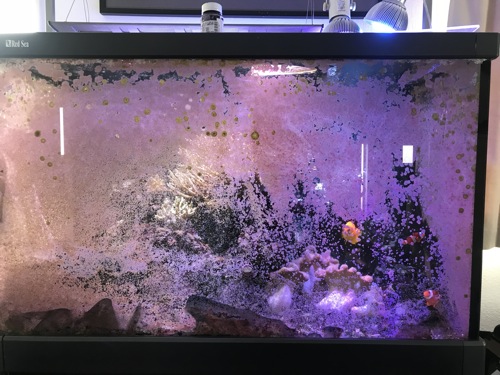 スポットメンテナンス サンゴ水槽の大掃除 リメイク Works 佐藤 東京のレンタル水槽 アクアリウムの会社uws